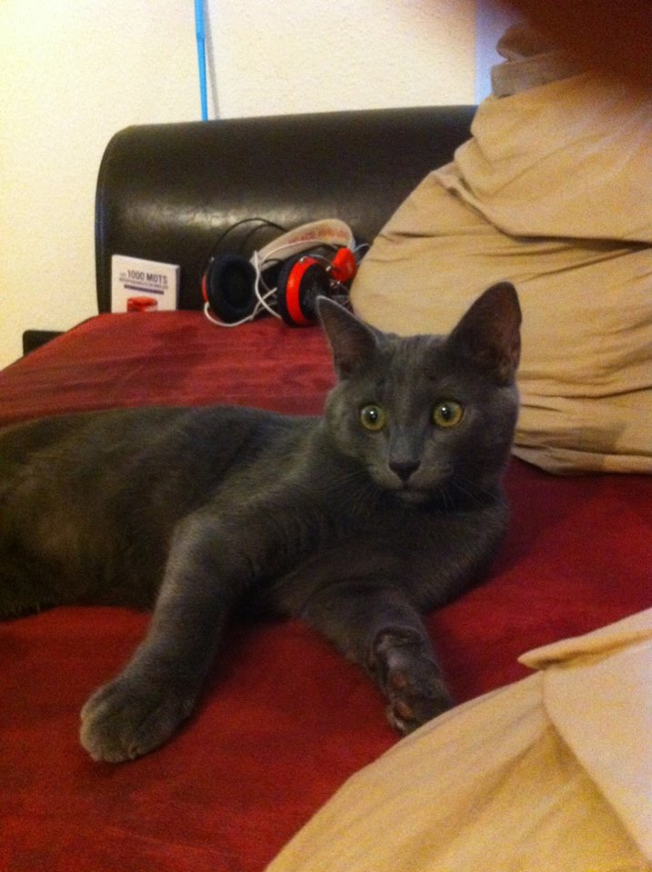 Jasmin, chaton mâle robe bleue née en mai 2014  Jasmin17