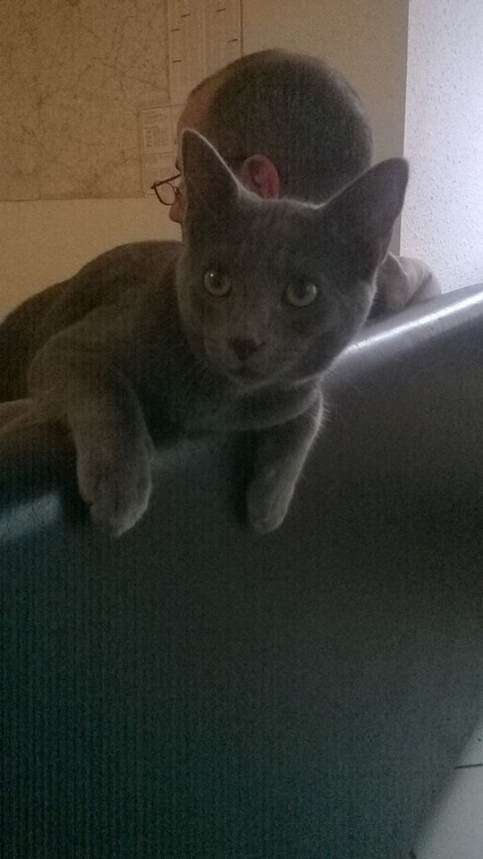 Jasmin, chaton mâle robe bleue née en mai 2014  Jasmin18