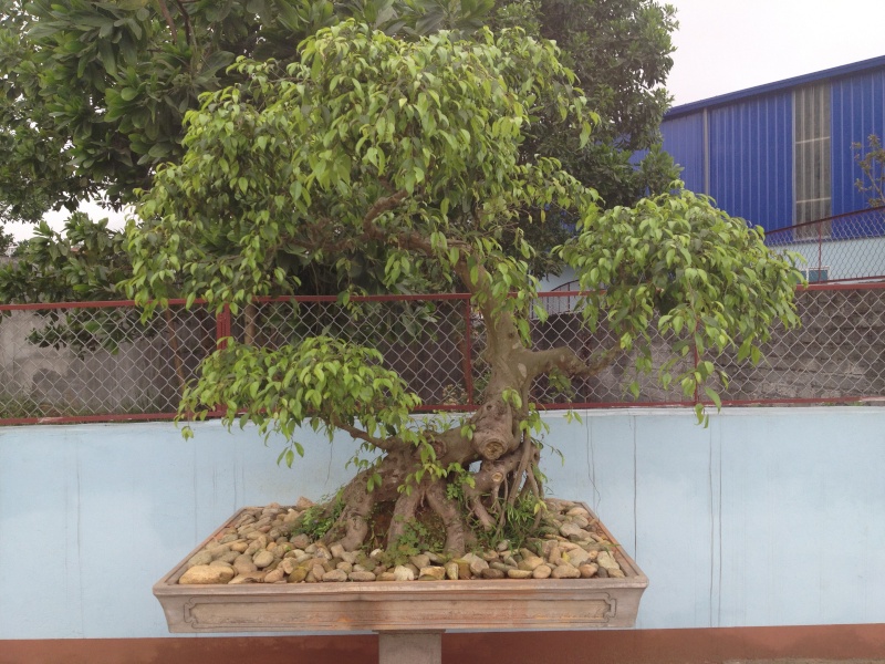 Vietnamese style bonsai (ficus) Img_1537