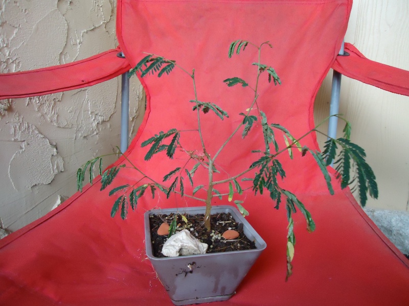 any one else doing any Mesquite Bonsai out there? Dsc04811