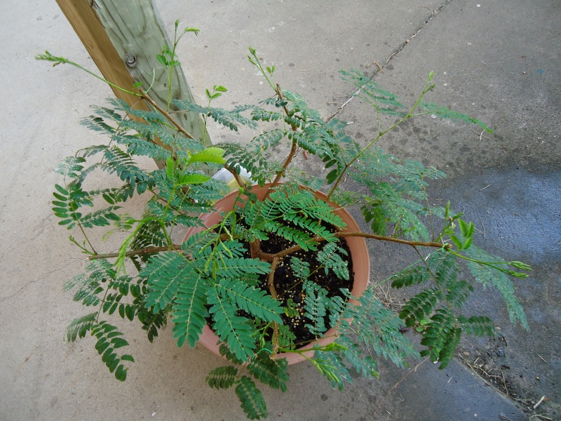 any one else doing any Mesquite Bonsai out there?  Dsc04815