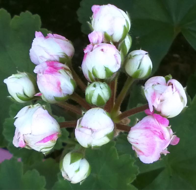 Pelargonium - Pelargonien - alle nichtsukkulenten Arten und Sorten - Aussaat - Stecklinge - Seite 15 Denise13