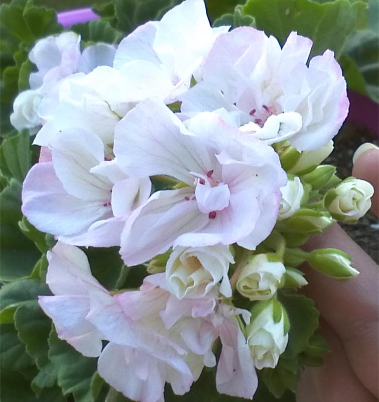 Pelargonium - Pelargonien - alle nichtsukkulenten Arten und Sorten - Aussaat - Stecklinge - Seite 12 Highfi10