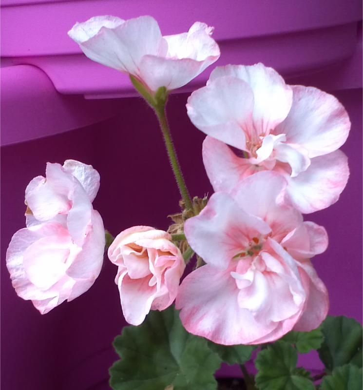 Pelargonium - Pelargonien - alle nichtsukkulenten Arten und Sorten - Aussaat - Stecklinge - Seite 14 Highfi14