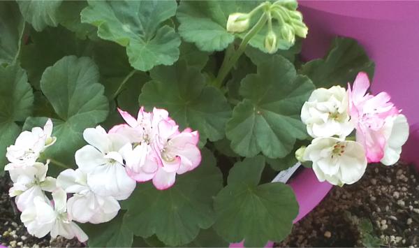 Pelargonium - Pelargonien - alle nichtsukkulenten Arten und Sorten - Aussaat - Stecklinge - Seite 12 Img11913