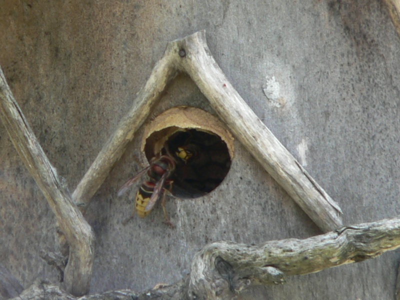 Photos frelons européens ayant élu domicile dans nichoir oiseaux P1310211
