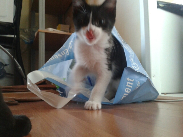 Joël, chaton type européen noir et blanc, né le 25/06/2014  2014-013