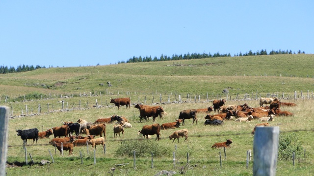 voici notre premier reportage . le cantal , à MAURIAC  Vacanc18