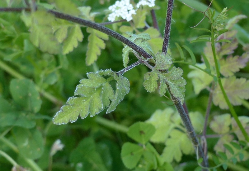 Cerfeuil penché, Chaerophylum temulentum, Vallée de Gouédic le 17/05 P1030611