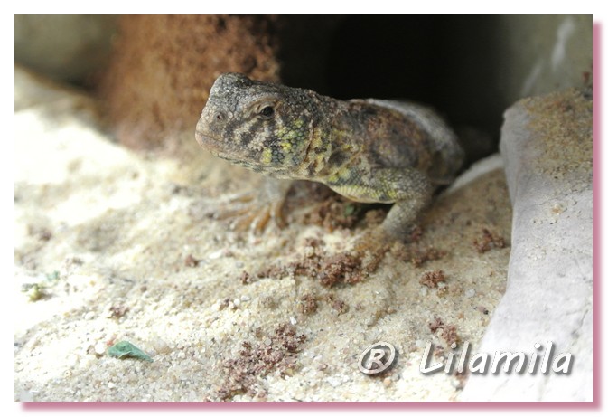 Voici Gollum - Uromastyx ornata ornata mâle Terrie10