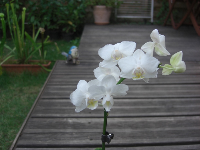 Mini orchidée. Cimg2614