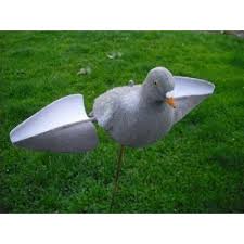 Pigeon ailes tournantes Images14