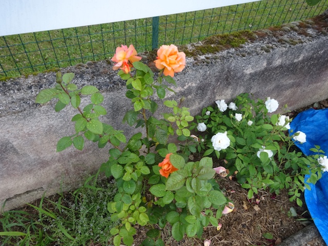  29 rosiers dans mon petit jardin je ne connais pas leurs noms Rosier10