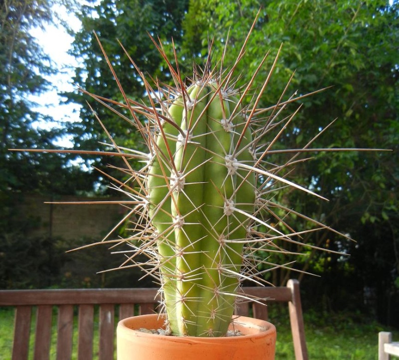 Stetsonia coryne