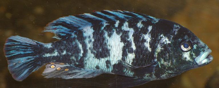 Neochromis omnicaeruleus de" Makobe island" Captur30