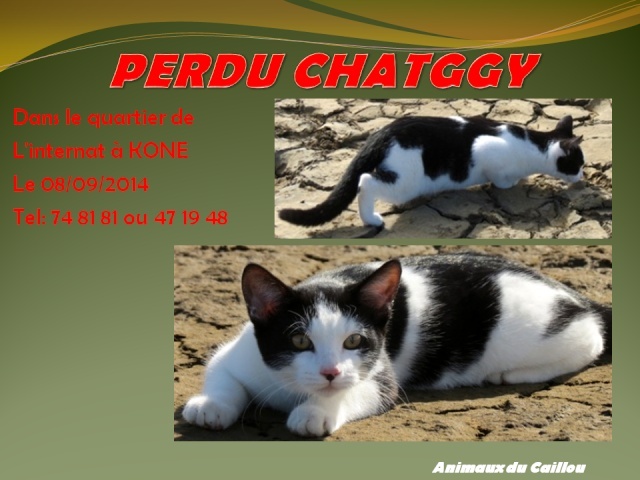PERDU CHATGGY chat blanc noir à Koné le 08/09/2014 20140921