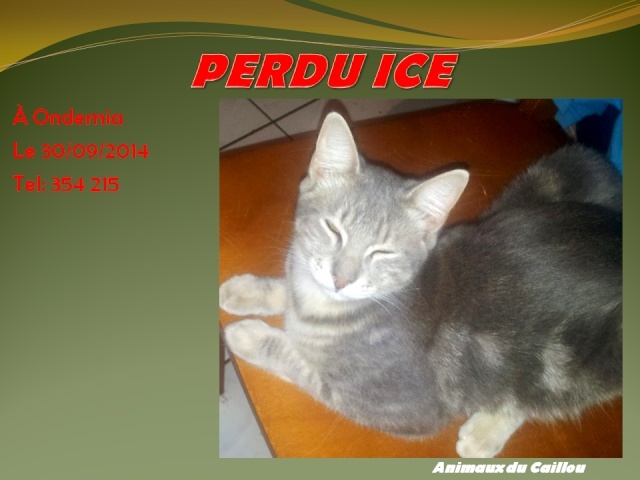 PERDU ICE chat gris tigé à Ondemia le 30/09/2014 20140930