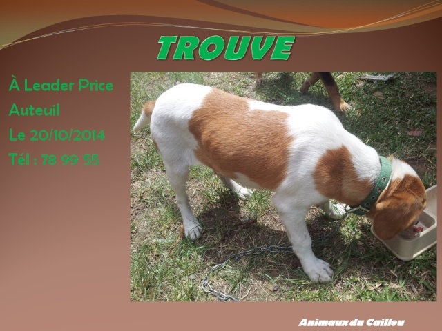 TROUVE chiot blanc collier vert au Leader Price Auteuil le 20/10/2014 20141026