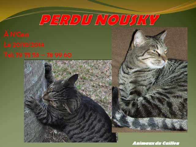 PERDU NOUSKY chat tigré gris noir à N'Gea le 20/10/2014 20141029
