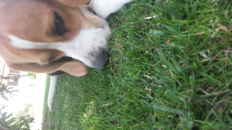 Igor , beagle  20140724