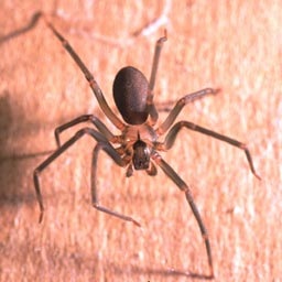 The Brown Recluse Brec10