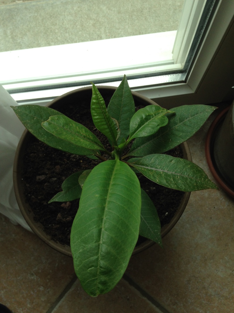 Besoin d'aide sur Plumeria. Img_1516