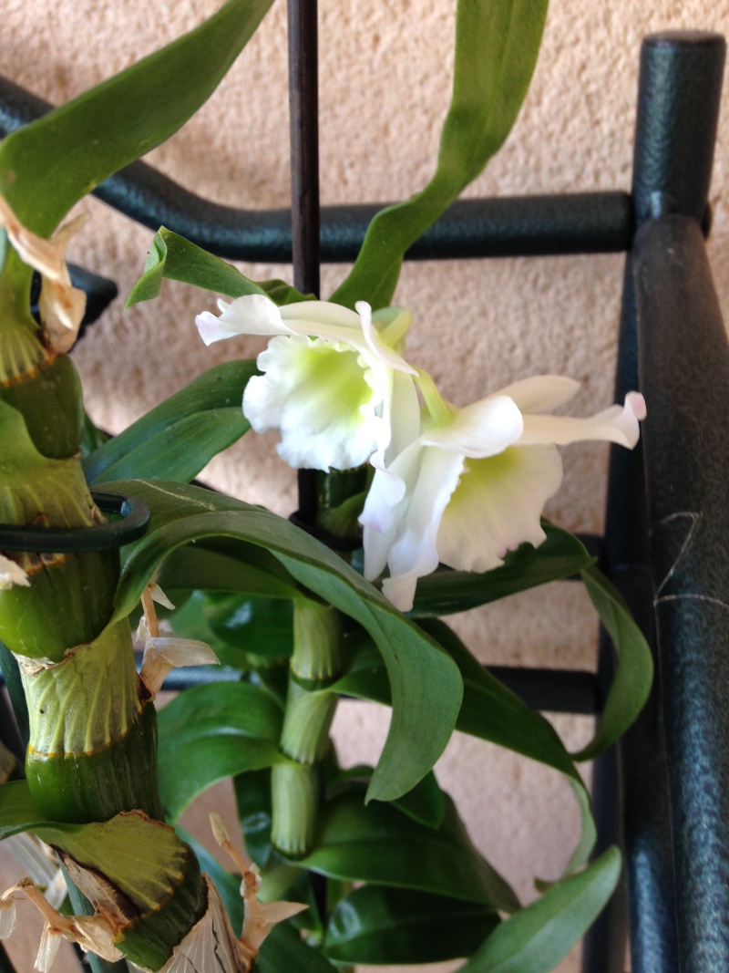 Dendrobium blanc Img_1518