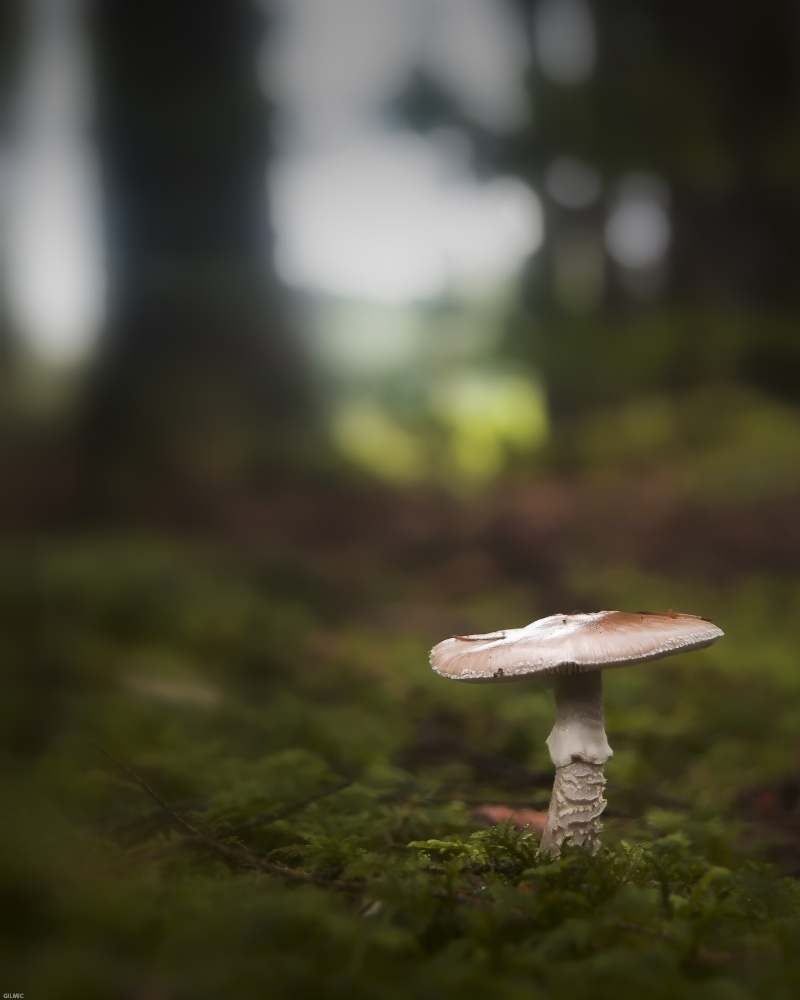 champignons des bois Tirage19