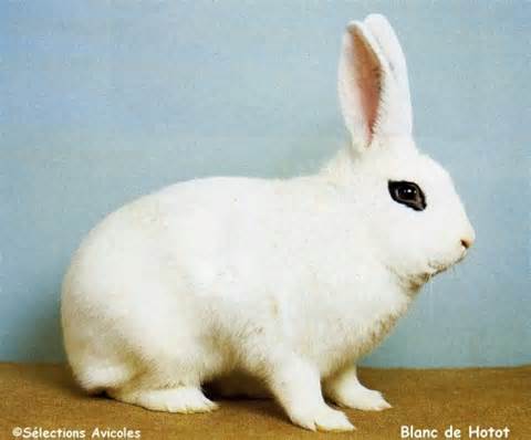 BLANC DU HOTOT (BLANCO DE HOTOT) Th_510