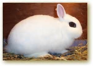 BLANC DU HOTOT (BLANCO DE HOTOT) Th_610