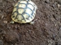Patte de ma tortue gonflée Image15