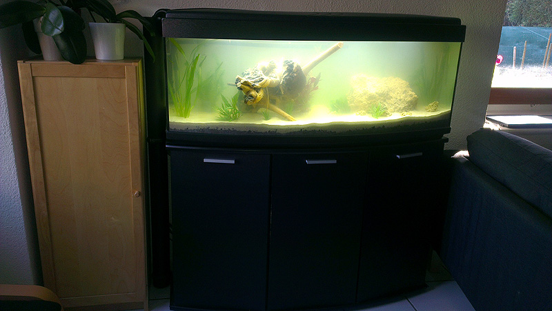 Mon aquarium de A à Z... C'est fini :( - Page 3 Imag2123