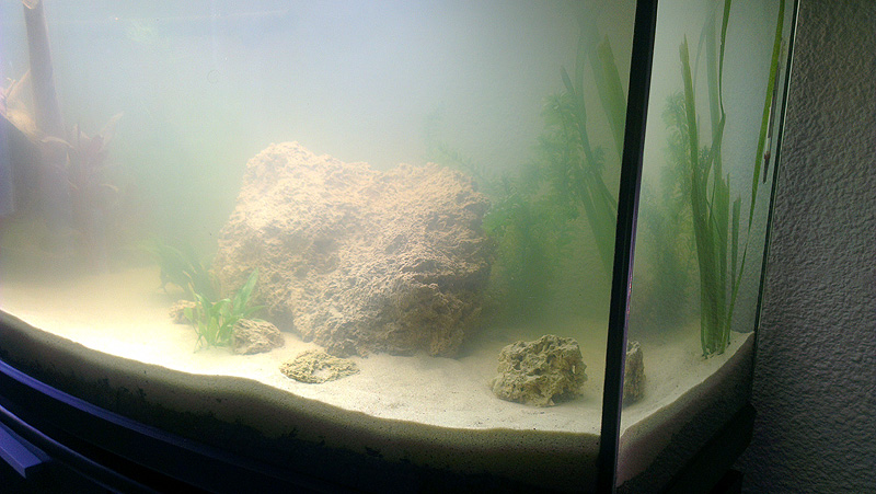 Mon aquarium de A à Z... C'est fini :( - Page 3 Imag2125