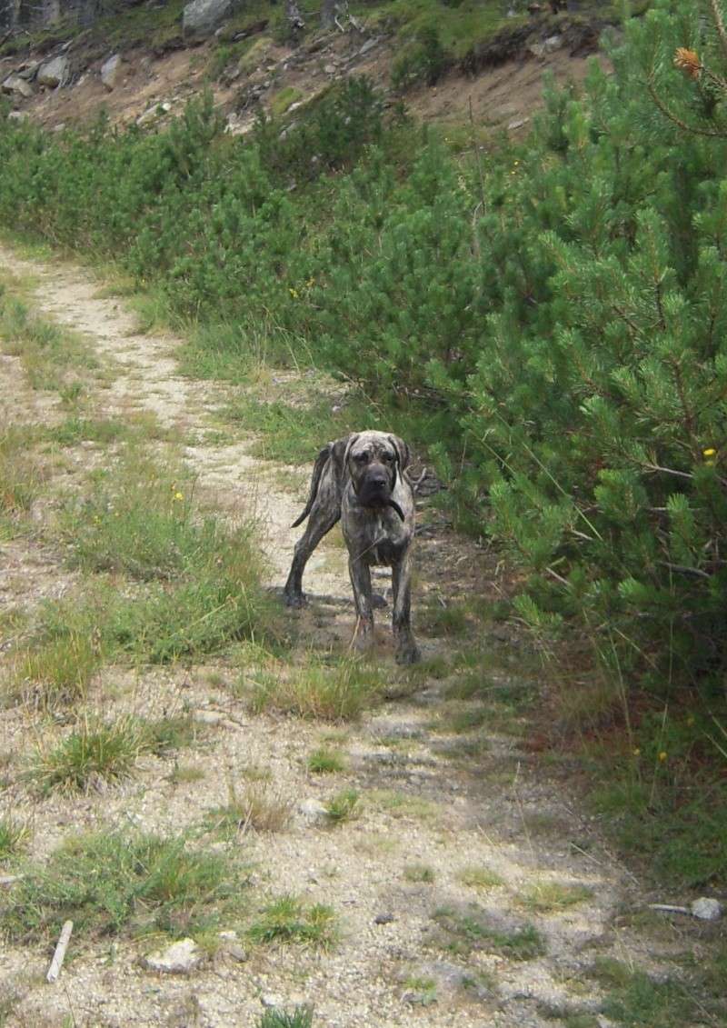 Sabaka - patapouf, perro de presa canario (dogue des canaries) Dscn2316