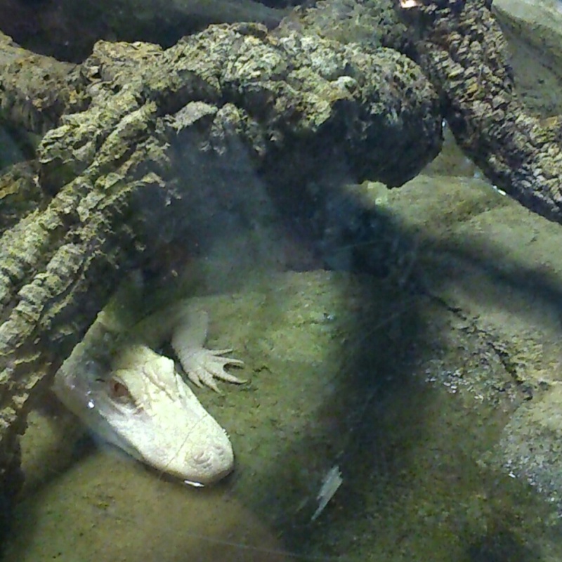 Les alligators albinos de la Porte Dorée  Img_2031