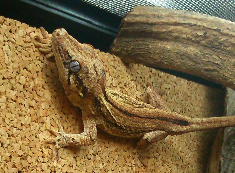 Rhacodactylus auriculatus  Img_2063