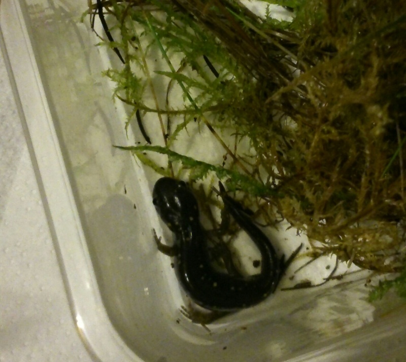 Nouvelles pensionnaires : Ambystoma maculatum  Img_2068
