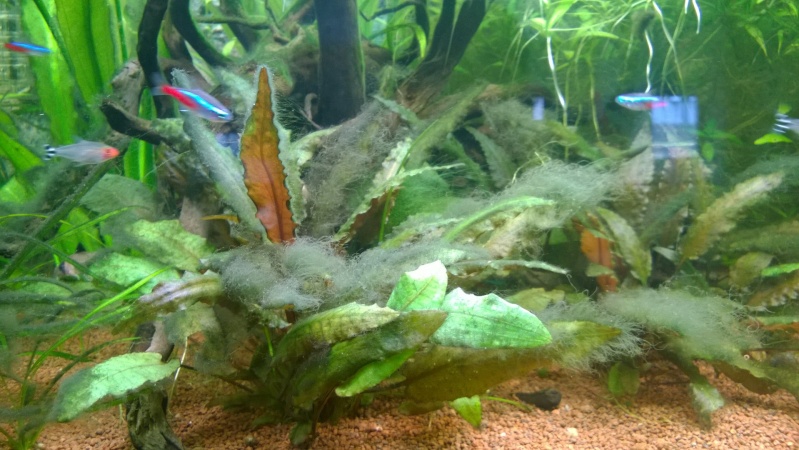 Problème d'algues Wp_20110
