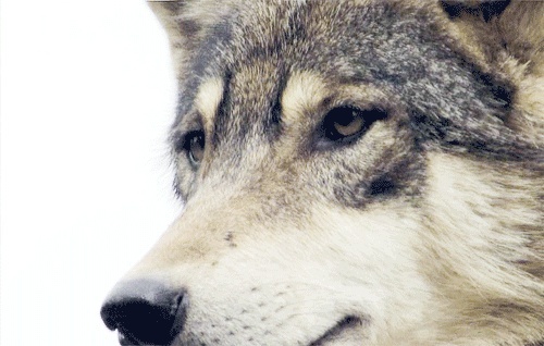 Der Wolf (Eure Meinung zu ihm) Wolfia10