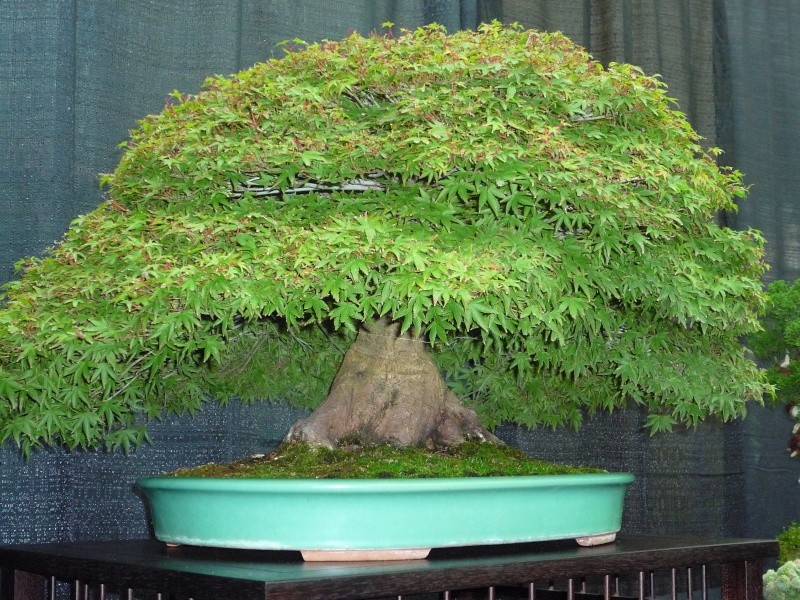 Some bonsai from Japanese Ambience Festival at Lauritzen Garden, Nebraska P1150225