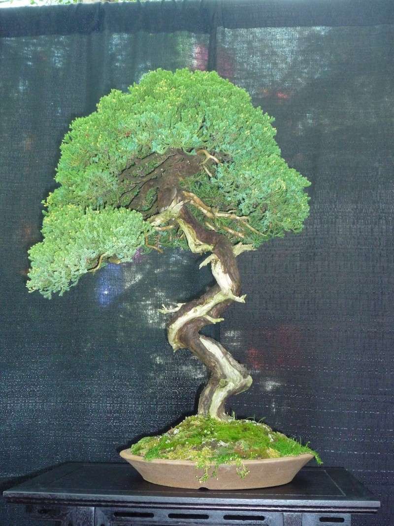 Some bonsai from Japanese Ambience Festival at Lauritzen Garden, Nebraska P1150229