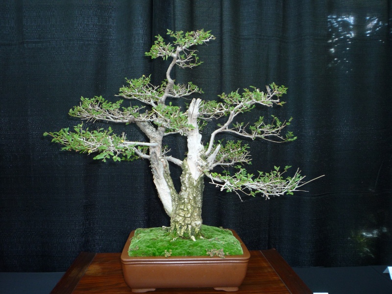 lauritzen - Some bonsai from Japanese Ambience Festival at Lauritzen Garden, Nebraska P1150231