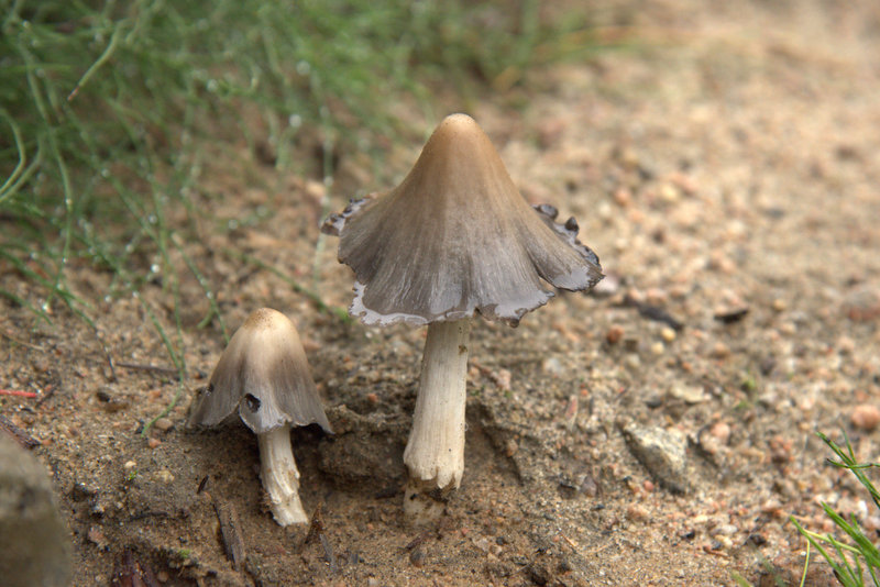 Identification de champignons Dsc_3610