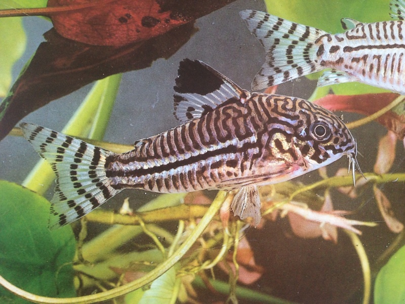 Identification Corydoras Image11