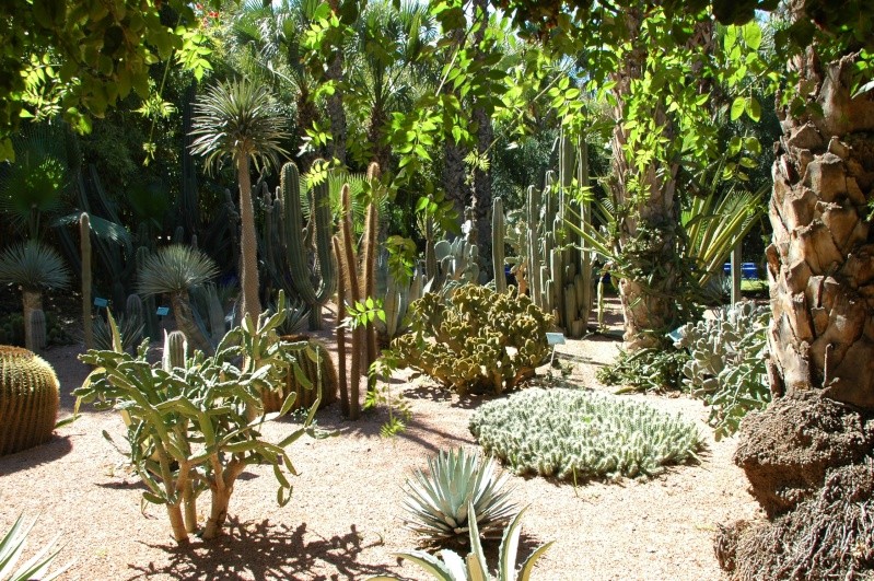 Jardin 3         Marocm10
