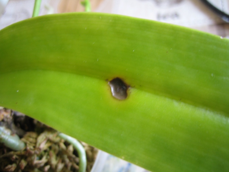 Inquiétudes pour Phalaenopsis hieroglyphica flava Img_0019
