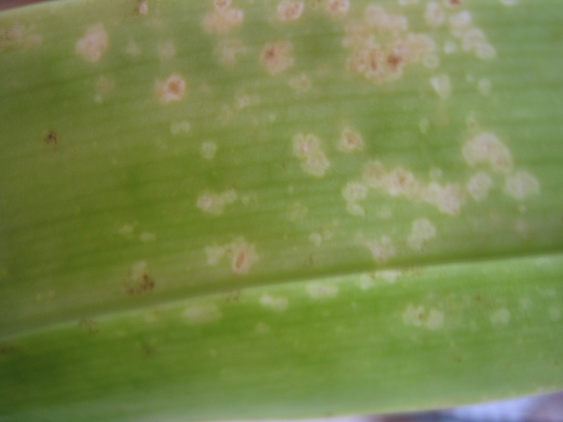 Inquiétudes pour Phalaenopsis hieroglyphica flava Img_0021