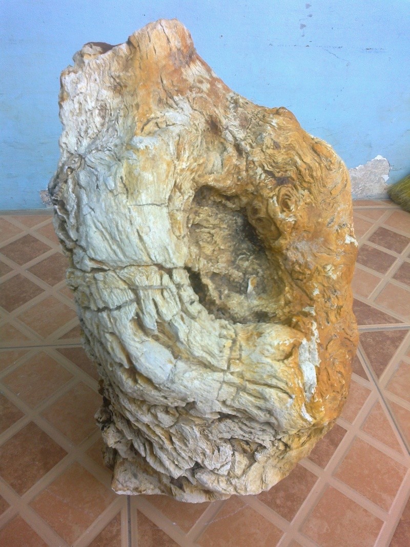 The "pig head" fossil stone Fossil15