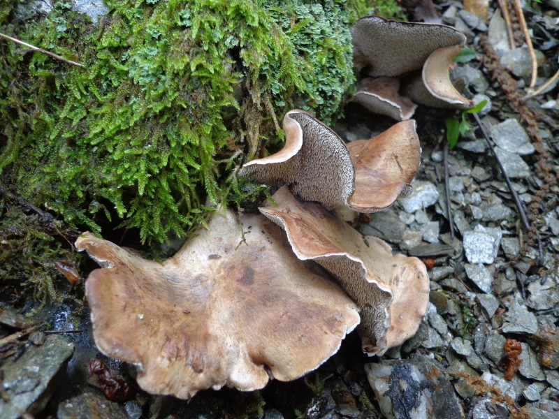 champignon  aiguillon Dsc02413