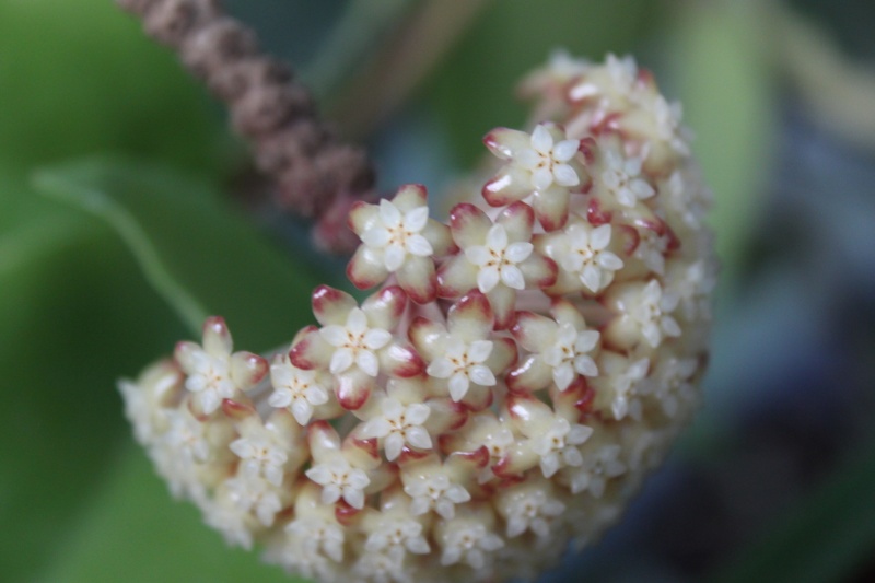 Hoya crassicaulis Img_0817